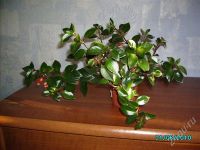 Лот: 487723. Фото: 2. Гипоцирта голая. Комнатные растения и уход