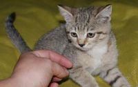 Лот: 654424. Фото: 3. шотландские прямоухие котята без... Растения и животные