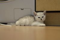Лот: 11739374. Фото: 3. Британский котенок 2 мес - мальчик2... Растения и животные