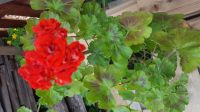 Лот: 13702449. Фото: 2. Пеларгония красная розебудная... Комнатные растения и уход