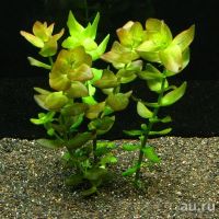 Лот: 9006538. Фото: 4. Бакопа Каролинская Bacopa caroliniana... Красноярск