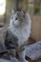 Лот: 5668525. Фото: 5. Красивая стерилизованная кошка...