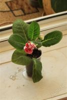 Лот: 2912774. Фото: 2. Глоксиния7 (цветущее растение). Комнатные растения и уход