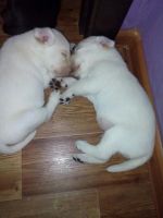 Лот: 7947963. Фото: 7. Лабрадорчики с родословной и клеймом...