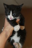 Лот: 14573736. Фото: 4. Котята. Красноярск