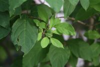 Лот: 7764002. Фото: 5. Canon 28-135mm 3,5-5,6 USM IS
