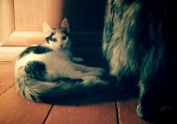 Лот: 4309498. Фото: 4. Котенок-девочка. Красноярск