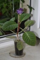 Лот: 3054275. Фото: 3. Глоксиния 17 (цветёт). Растения и животные