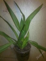 Лот: 1604081. Фото: 2. орхидея камбрия. Комнатные растения и уход
