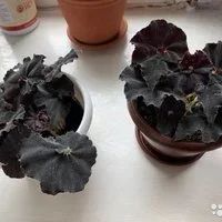 Лот: 11209491. Фото: 2. Бегония черная мамба. Комнатные растения и уход