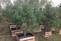 Лот: 10851355. Фото: 2. Саженцы Сибирского региона. Растения и животные