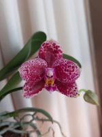 Лот: 23347870. Фото: 2. Орхидея фаленопсис Mituo Diamond... Комнатные растения и уход
