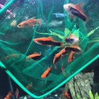 Лот: 20680317. Фото: 11. Меченосец; Ситцевый, ананас, черные...