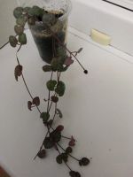 Лот: 12038766. Фото: 2. Церопегия Вуда (Ceropegia woodii... Комнатные растения и уход