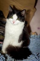 Лот: 7128785. Фото: 3. Молодой красивый котик бесплатно. Растения и животные