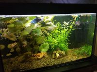 Лот: 10169239. Фото: 2. Действующий аквариум 130 л. Аквариумистика