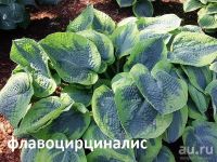 Лот: 12052555. Фото: 2. Хосты Блю ангел.Медиоваригата... Семена, рассада, садовые растения