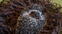Лот: 16262878. Фото: 3. Карликовый африканский ежонок... Растения и животные