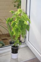 Лот: 4224755. Фото: 3. Абутилон Бэлла Желтый. Растения и животные