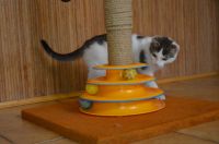 Лот: 19659927. Фото: 3. Отдам котика 3 месяца. Растения и животные