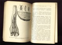 Лот: 21287969. Фото: 11. Н.Старк. Враги леса.* 1929 год...