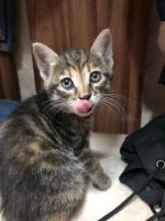 Лот: 18033268. Фото: 6. Котята ищут дом