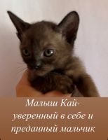 Лот: 25377166. Фото: 4. Котята Бурма. Красноярск
