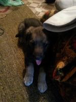 Лот: 7094904. Фото: 2. отдам щенят. Животные и уход