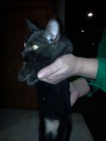 Лот: 3783169. Фото: 2. Котята домашние.По 3 мес. Животные и уход