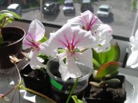 Лот: 1618017. Фото: 2. Пеларгония плющелистная "Водопад... Комнатные растения и уход