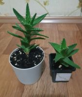 Лот: 23337689. Фото: 2. Сортовое алоэ. Комнатные растения и уход