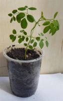 Лот: 2749504. Фото: 5. Моринга (Olifera) . Акуна матата...