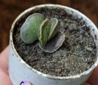 Лот: 7835432. Фото: 2. Адромисхус Купера (Adromischus... Комнатные растения и уход