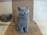 Лот: 11502961. Фото: 3. Британские котята. Растения и животные