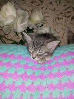 Лот: 16476912. Фото: 7. Котенок светло-серенький