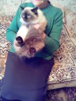 Лот: 12699330. Фото: 3. Котёнок, помесь бирманской породы... Растения и животные