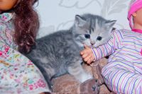 Лот: 1379400. Фото: 3. Шикарные шотландские котята доставка... Растения и животные