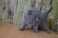 Лот: 4264948. Фото: 4. Шотландская вислоухая девочка. Красноярск