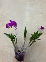 Лот: 25882280. Фото: 3. Дендрофаленопсис. Растения и животные