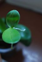 Лот: 4311120. Фото: 2. Детка орхидеи. Комнатные растения и уход