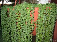 Лот: 9449715. Фото: 3. Крестовник Роули (Senecio rowleyanus... Растения и животные
