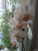 Лот: 11584556. Фото: 2. Орхидея фаленопсис “Darwin”. Детка... Комнатные растения и уход
