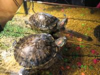 Лот: 14450884. Фото: 2. Красноухие черепахи + аквариум... Животные и уход