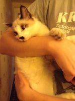 Лот: 5974810. Фото: 3. котенок. Растения и животные