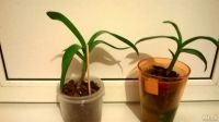 Лот: 7885614. Фото: 5. Молодая орхидея дендробиум