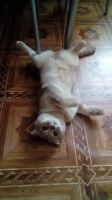 Лот: 11744756. Фото: 2. Кошка шотландская. Животные и уход