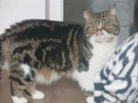 Лот: 16416577. Фото: 7. Котик - экзот,1.5 мес Срочно!