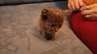 Лот: 11771560. Фото: 4. Отдам котят. В новую семью. Красноярск