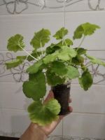 Лот: 25766430. Фото: 2. Сортовая пеларгония (герань). Комнатные растения и уход