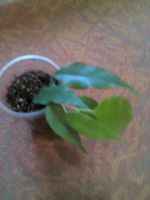 Лот: 11252553. Фото: 2. неон фикус...... Комнатные растения и уход